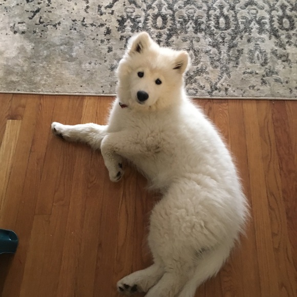 Meet your Posher, Tracey - Picture 1 of 1